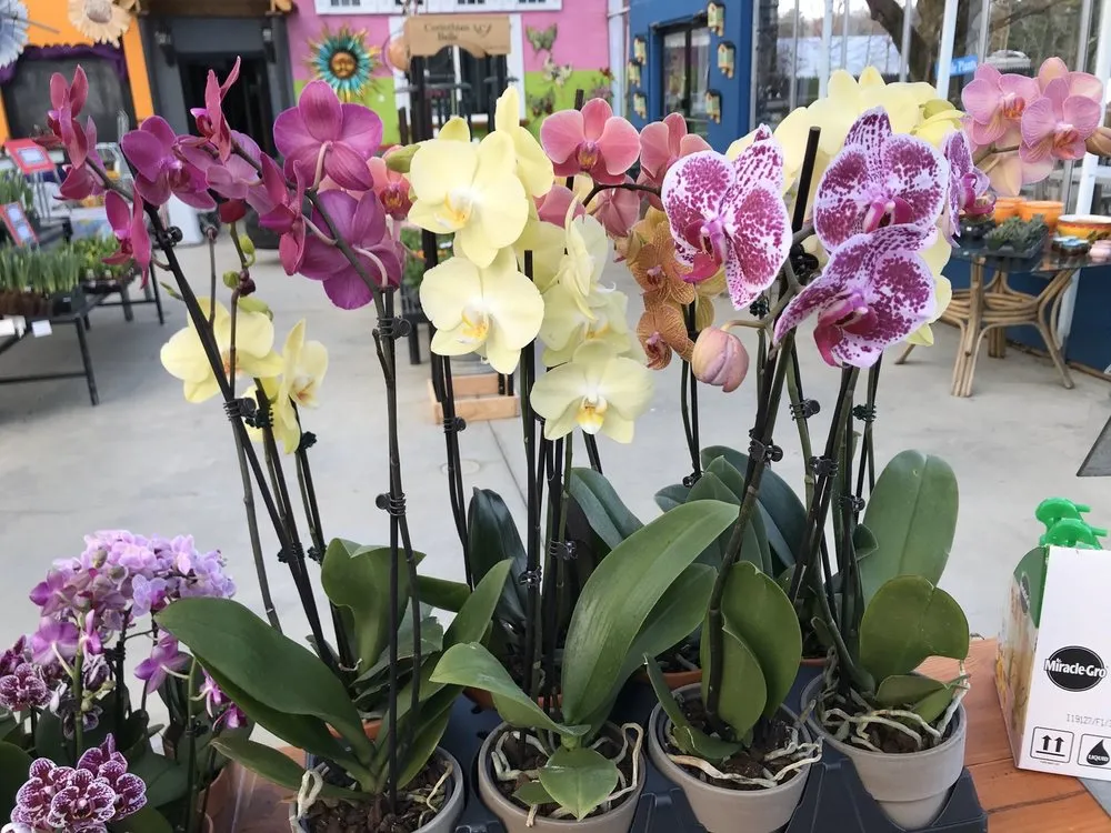 Local residential landscaping for year-round maintenance in Burlington, CT by Larson's Garden Center