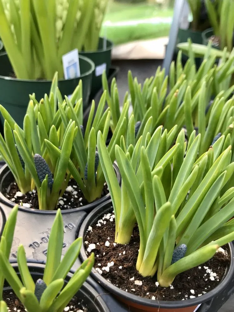 Local landscape design experts serving Burlington, CT - Larson's Garden Center