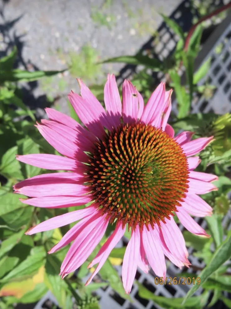 Top-rated landscape installation for year-round maintenance in Burlington, CT by Larson's Garden Center