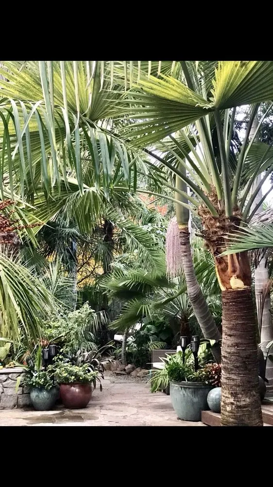 Local landscape installation in Los Altos, CA by Las Palmas Design