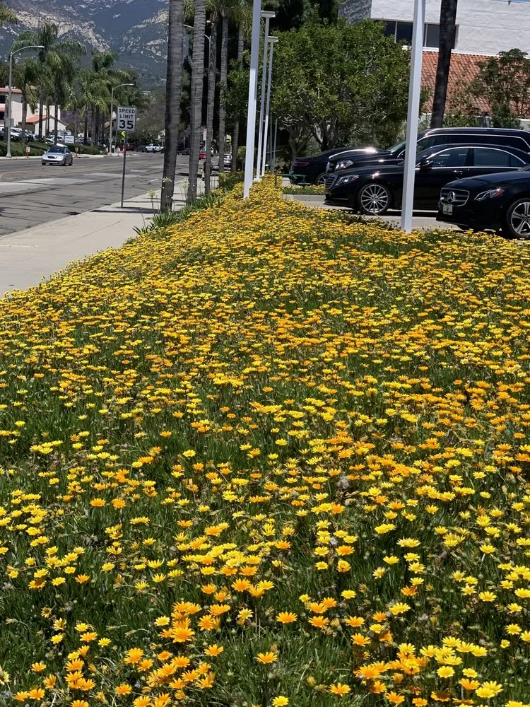 Reliable yard maintenance in Santa Barbara, CA - Las Palmas Landscape