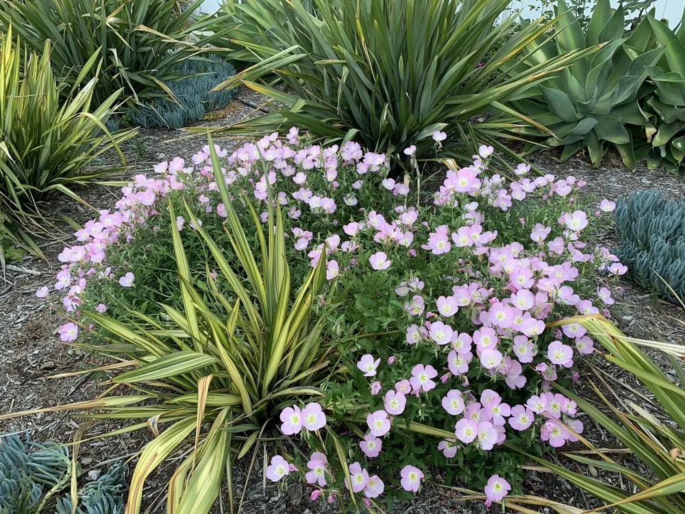 Expert landscape installation with custom design in Santa Barbara, CA by Las Palmas Landscape