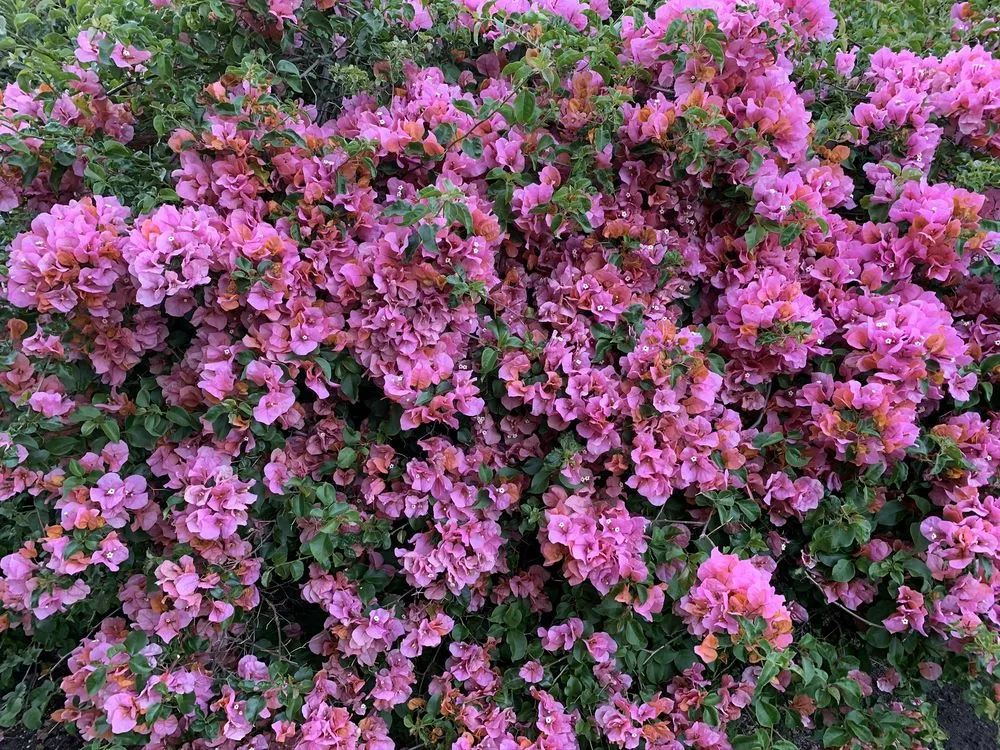 Trusted landscape installation for outdoor upgrades in Santa Barbara, CA by Las Palmas Landscape