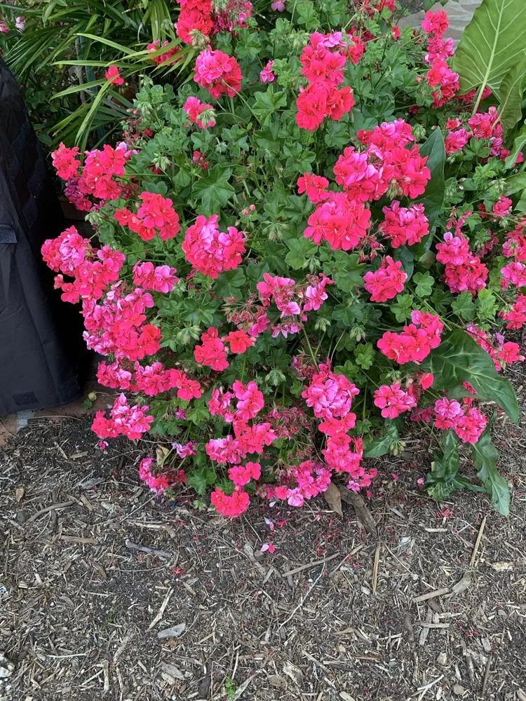 Professional residential landscaping in Santa Barbara, CA - Las Palmas Landscape