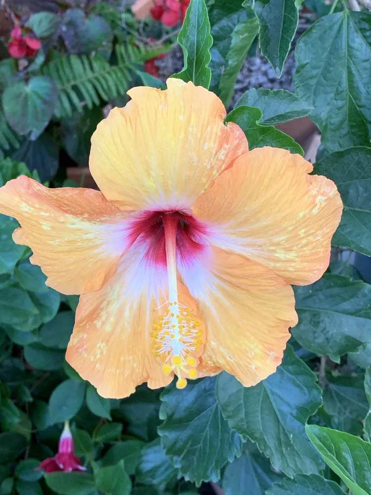 Trusted landscaping services experts serving Santa Barbara, CA - Las Palmas Landscape