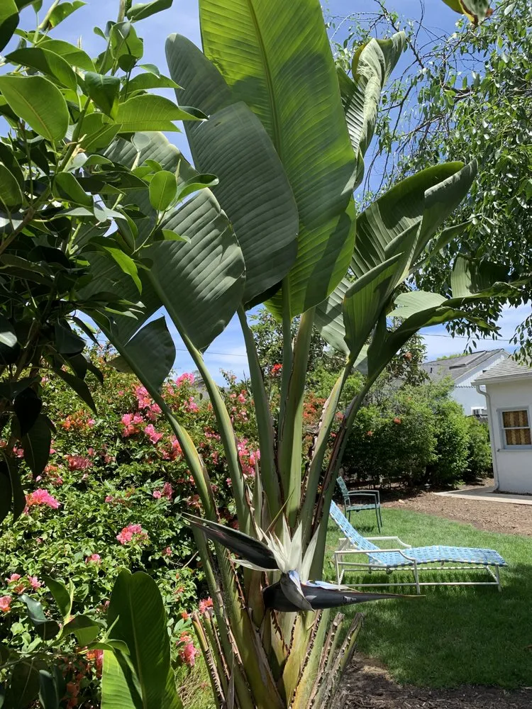 Professional residential landscaping near you across Santa Barbara, CA - Las Palmas Landscape