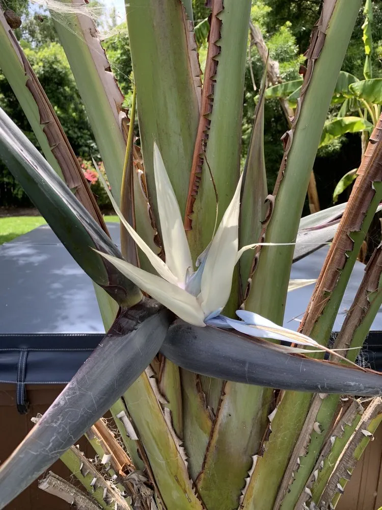 Trusted residential landscaping experts serving Santa Barbara, CA - Las Palmas Landscape