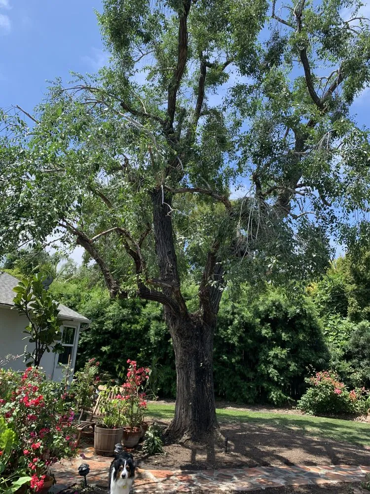 Local lawn care service in Santa Barbara, CA by Las Palmas Landscape