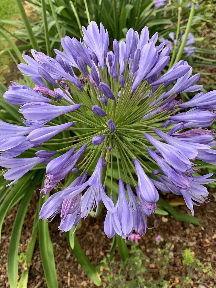 Professional landscape design experts serving Santa Barbara, CA - Las Palmas Landscape