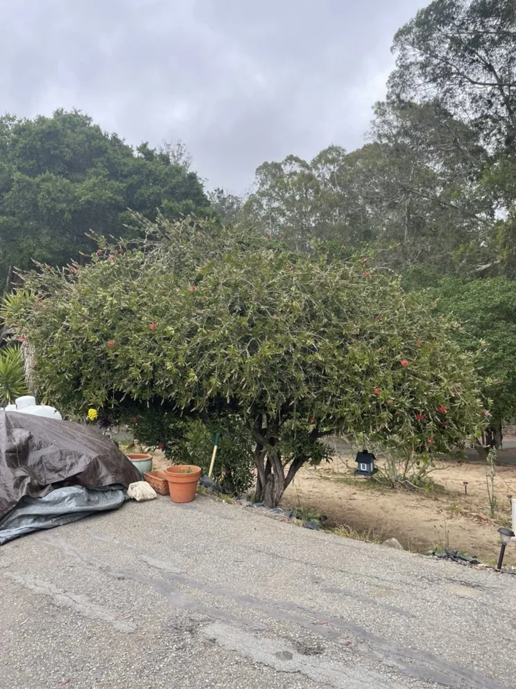 Reliable outdoor landscaping in Watsonville, CA - Las Palmas Landscape