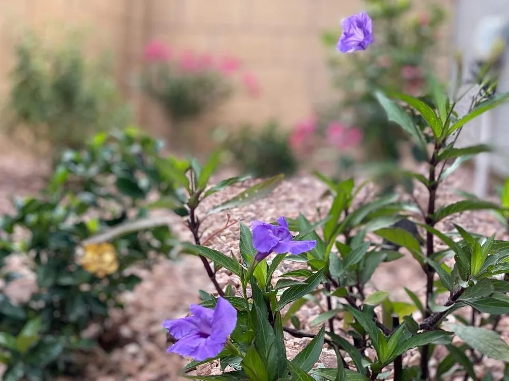 Top-rated landscaping services in Las Vegas, NV - Las Vegas Backyards