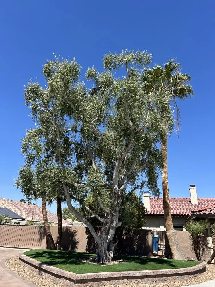 Local lawn care service in Enterprise, NV by Las Vegas Desert Sprinkler Repair LLC