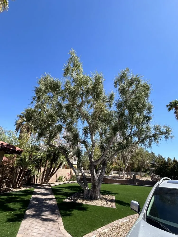 Trusted lawn care service in Enterprise, NV - Las Vegas Desert Sprinkler Repair LLC