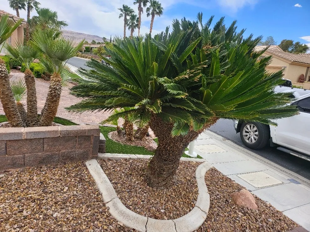 Reliable lawn care service experts serving Spring Valley, NV - Las Vegas Gardening Maintenance & Irrigation