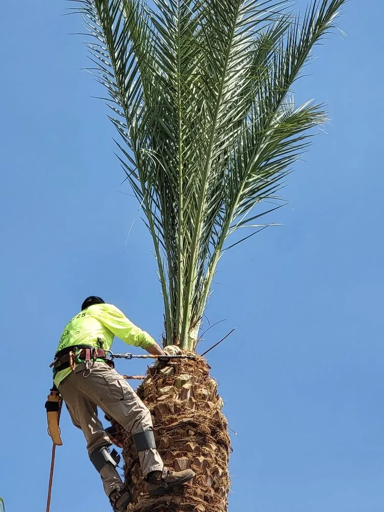 Local lawn mowing service in Spring Valley, NV - Las Vegas Gardening Maintenance & Irrigation