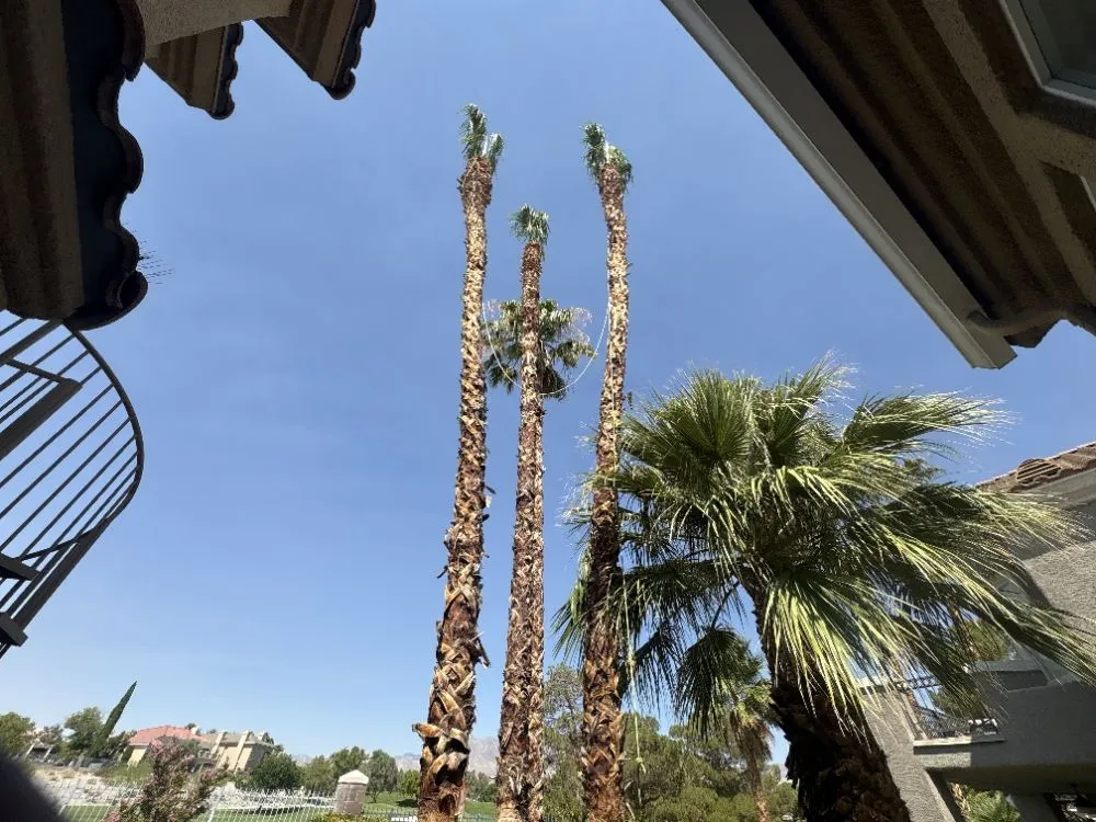 Trusted garden landscaping in Spring Valley, NV by Las Vegas Gardening Maintenance & Irrigation