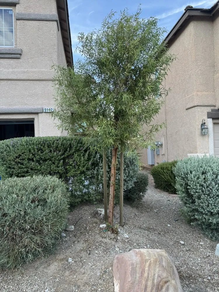 Affordable lawn mowing service in Las Vegas, NV - Las Vegas Maintenance & Tree Services