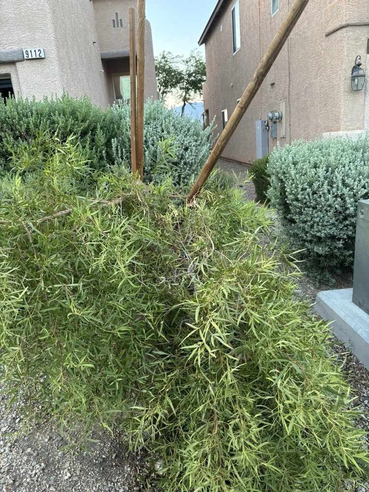 Local landscape installation in Las Vegas, NV - Las Vegas Maintenance & Tree Services