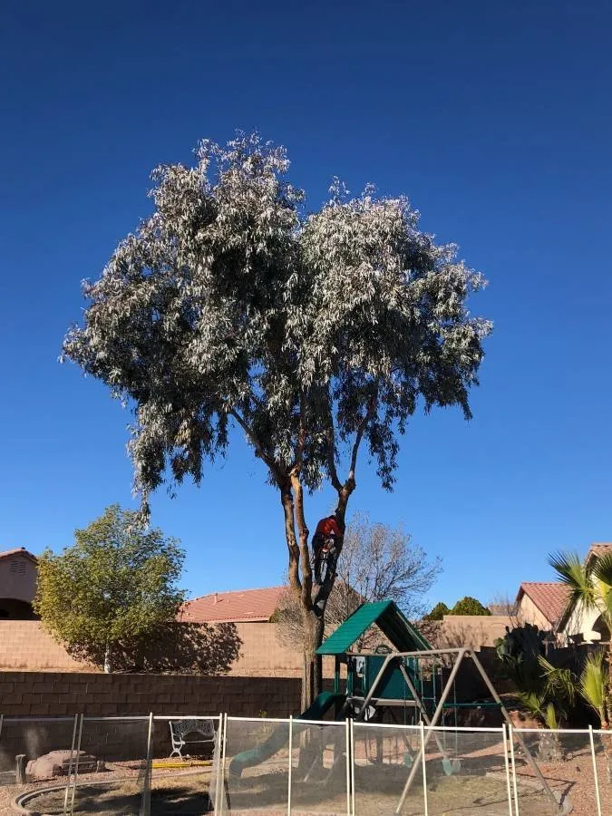 Reliable residential landscaping experts serving Las Vegas, NV - Las Vegas Maintenance & Tree Services