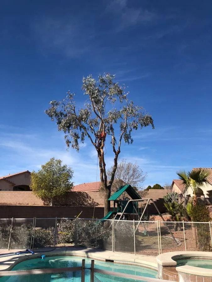 Professional landscape design for outdoor upgrades across Las Vegas, NV - Las Vegas Maintenance & Tree Services