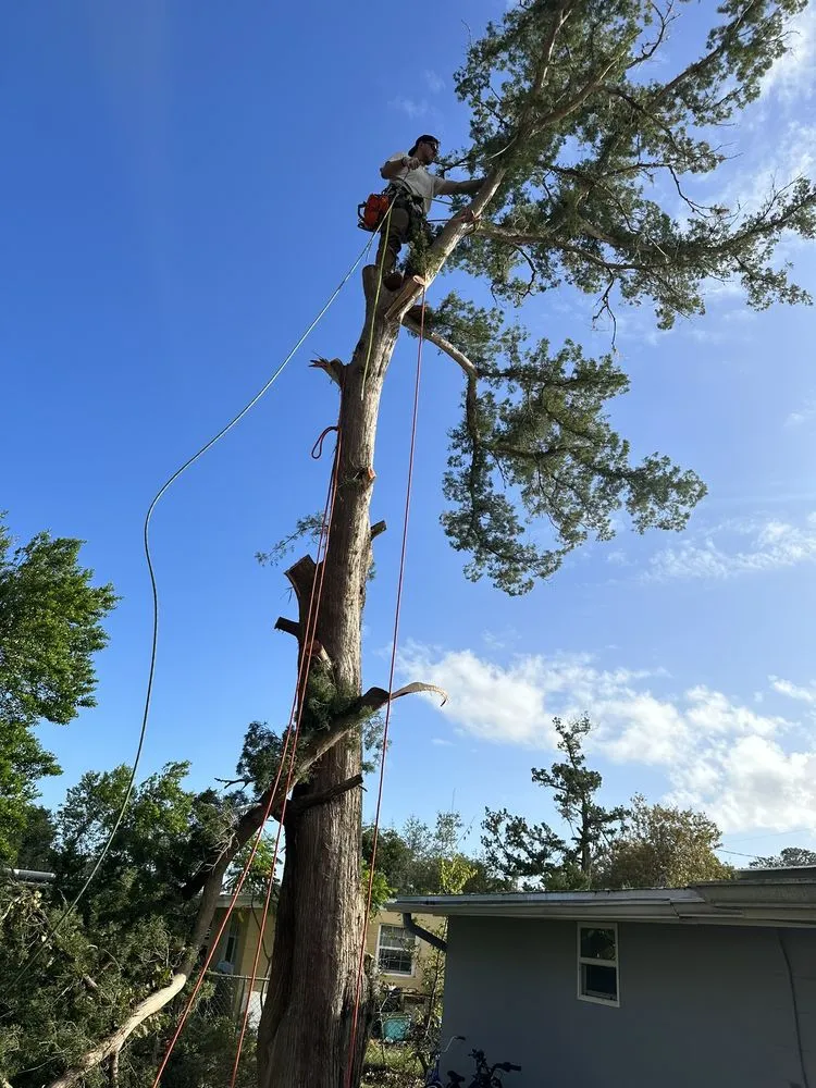Expert garden landscaping near you across PT ORANGE, FL - Lasic Land & Tree