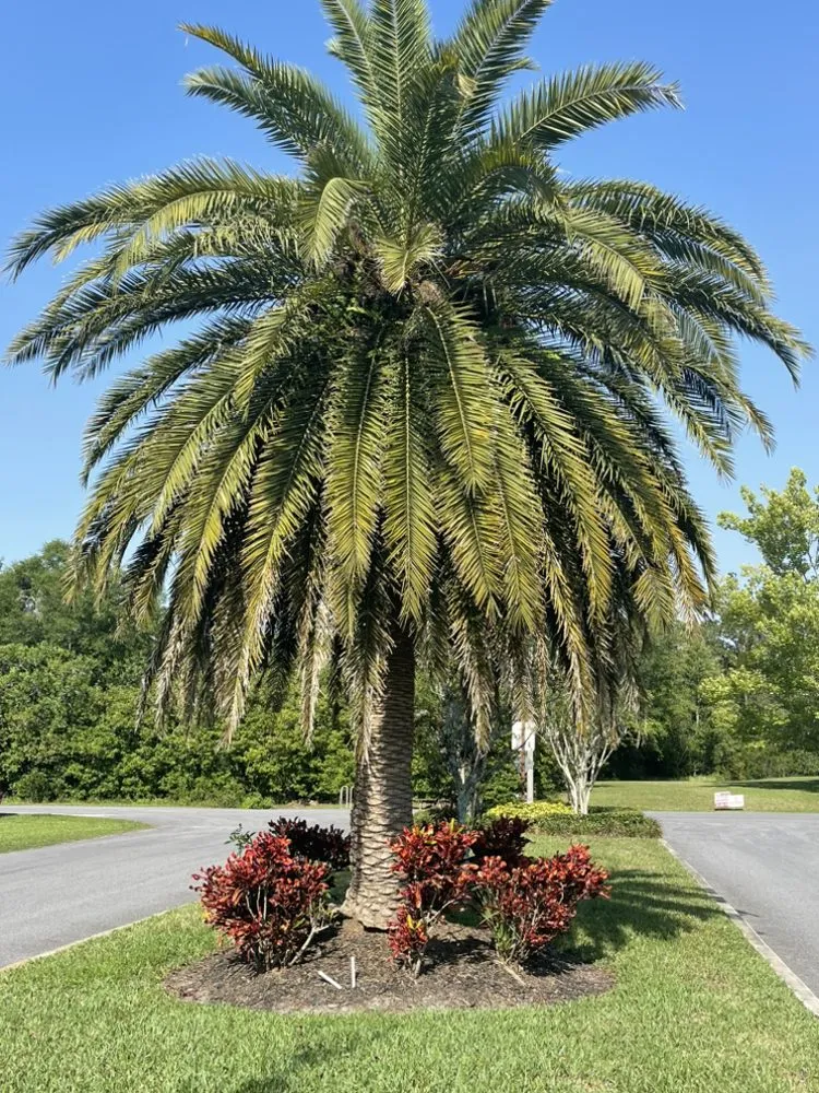 Trusted lawn mowing service for year-round maintenance in PT ORANGE, FL by Lasic Land & Tree