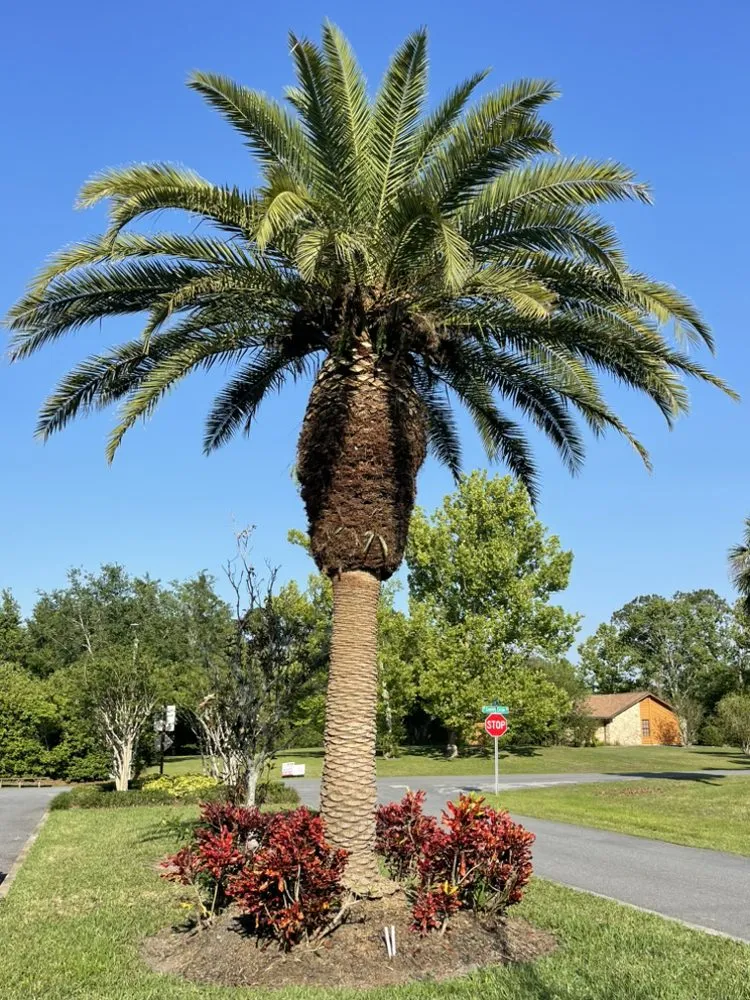 Custom landscaping services in PT ORANGE, FL - Lasic Land & Tree
