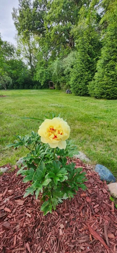 Trusted landscape design in Milan, MI - Last Minute Lawn