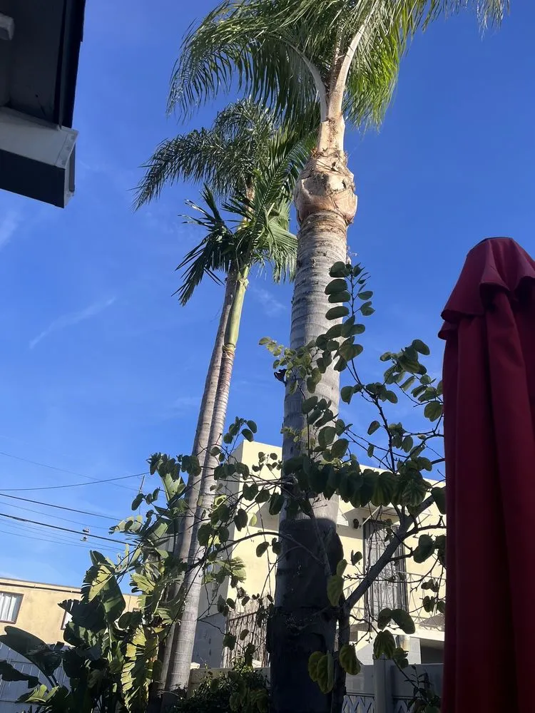 Professional landscape installation in San Diego, CA - Lastor Landscaping