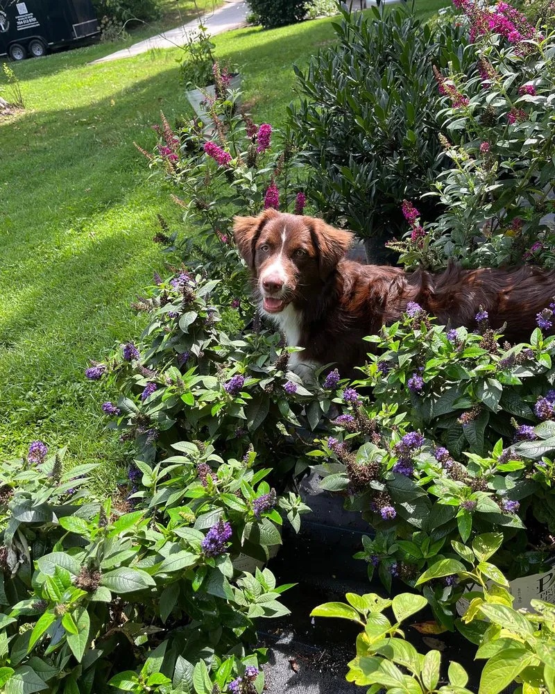 Trusted outdoor landscaping experts serving Mount Holly, NC - Late Bloomers Nursery and Landscaping