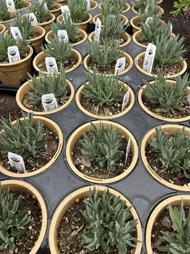 Local yard cleanup service for outdoor upgrades in Mount Holly, NC by Late Bloomers Nursery and Landscaping