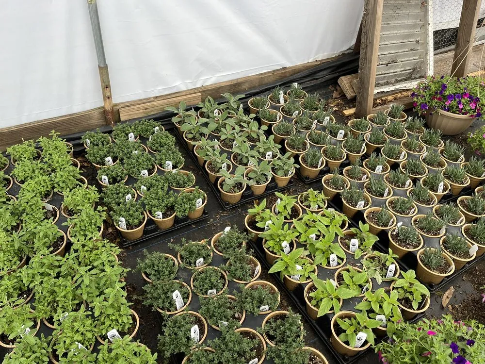 Local lawn care service for year-round maintenance across Mount Holly, NC - Late Bloomers Nursery and Landscaping