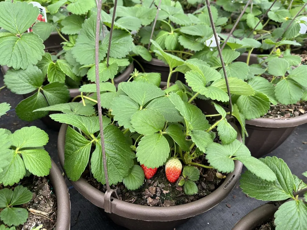 Top-rated landscaping services in Mount Holly, NC by Late Bloomers Nursery and Landscaping