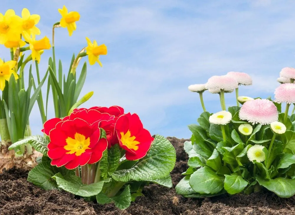 Expert landscaping services experts serving Lafayette, LA - Latin Green Park