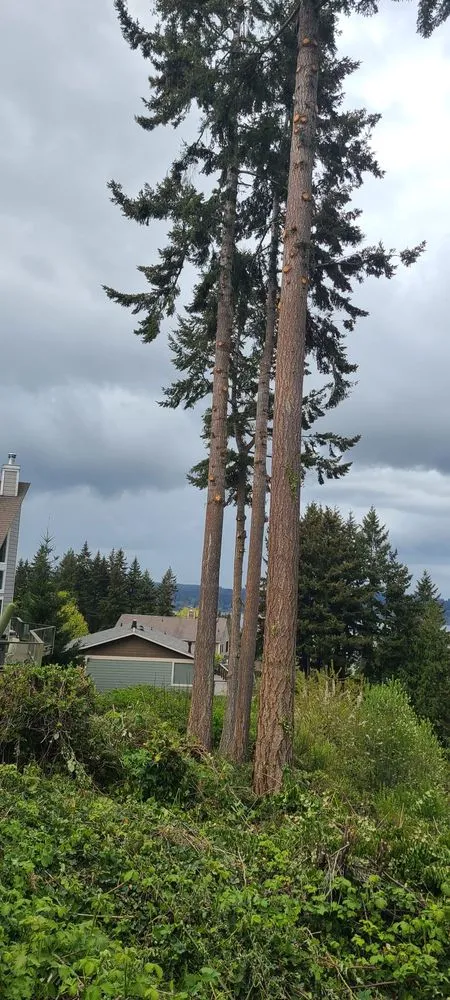 Affordable landscape design in Allyn, WA by Latinos Green Valley Landscaping