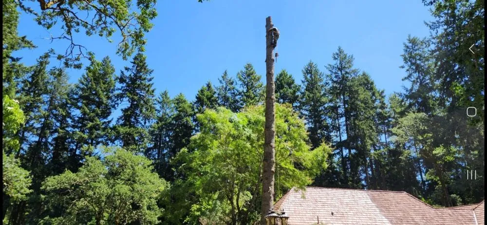 Affordable yard cleanup service with custom design across Kent, WA - Latinos Lawn & Garden Service