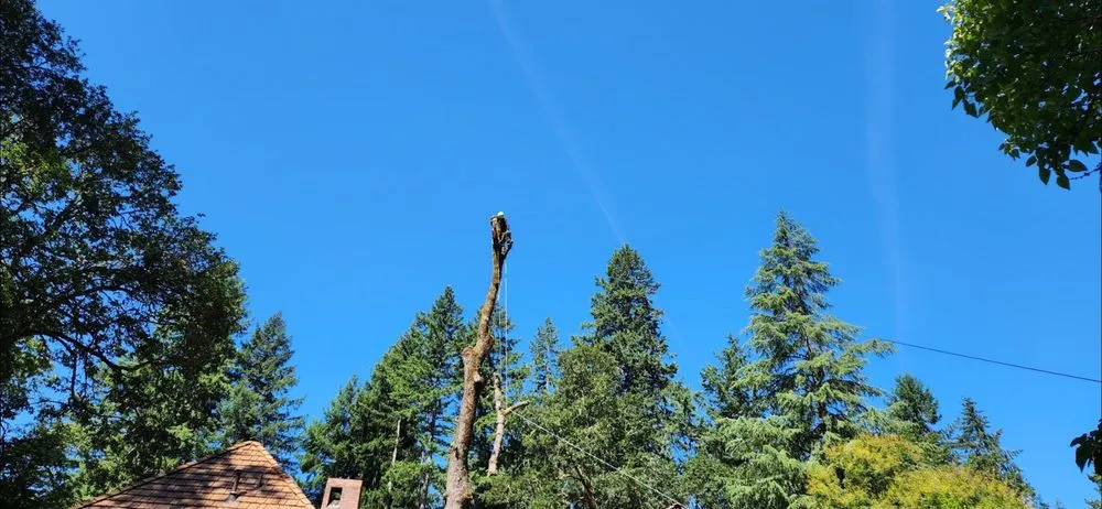 Local yard cleanup service for residential properties across Kent, WA - Latinos Lawn & Garden Service