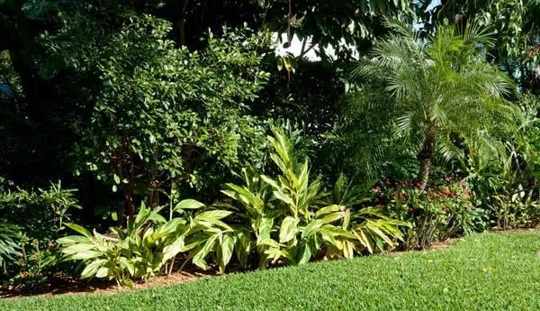 Affordable yard cleanup service for homes across Naples, FL - Latitude 26 Lawn and Garden
