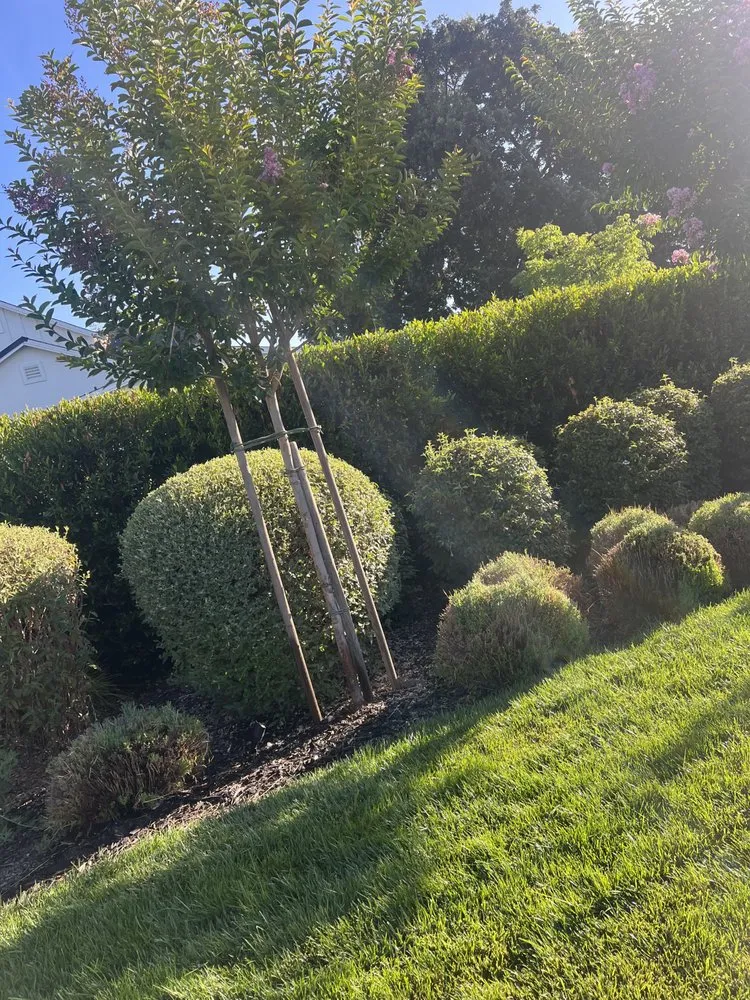 Local lawn mowing service for year-round maintenance in Pleasanton, CA by Laura’s Landscaping Service