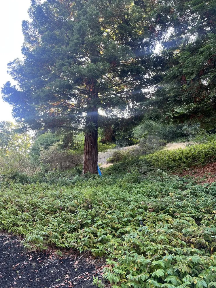 Trusted yard cleanup service for residential properties across Pleasanton, CA - Laura’s Landscaping Service