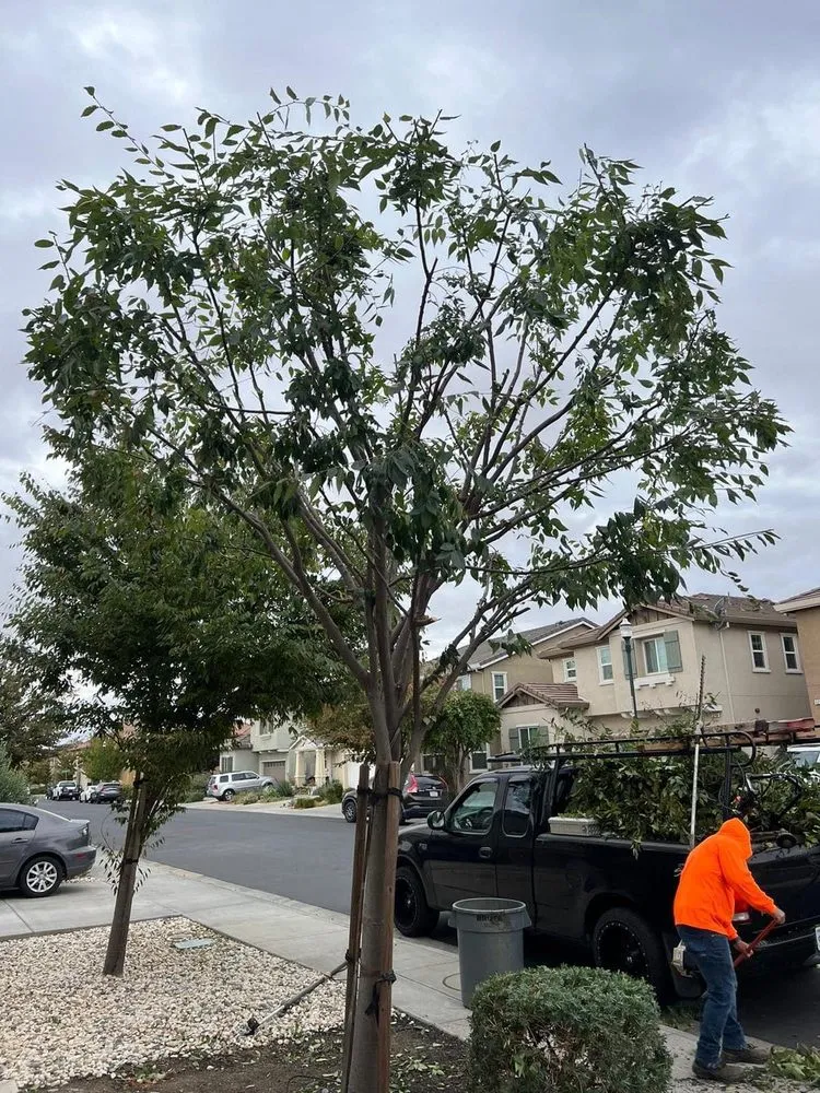 Professional garden landscaping near you in Pleasanton, CA by Laura’s Landscaping Service