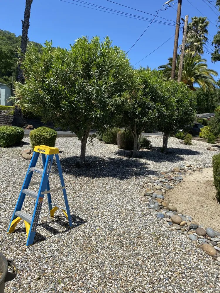Affordable yard maintenance in Pleasanton, CA by Laura’s Landscaping Service