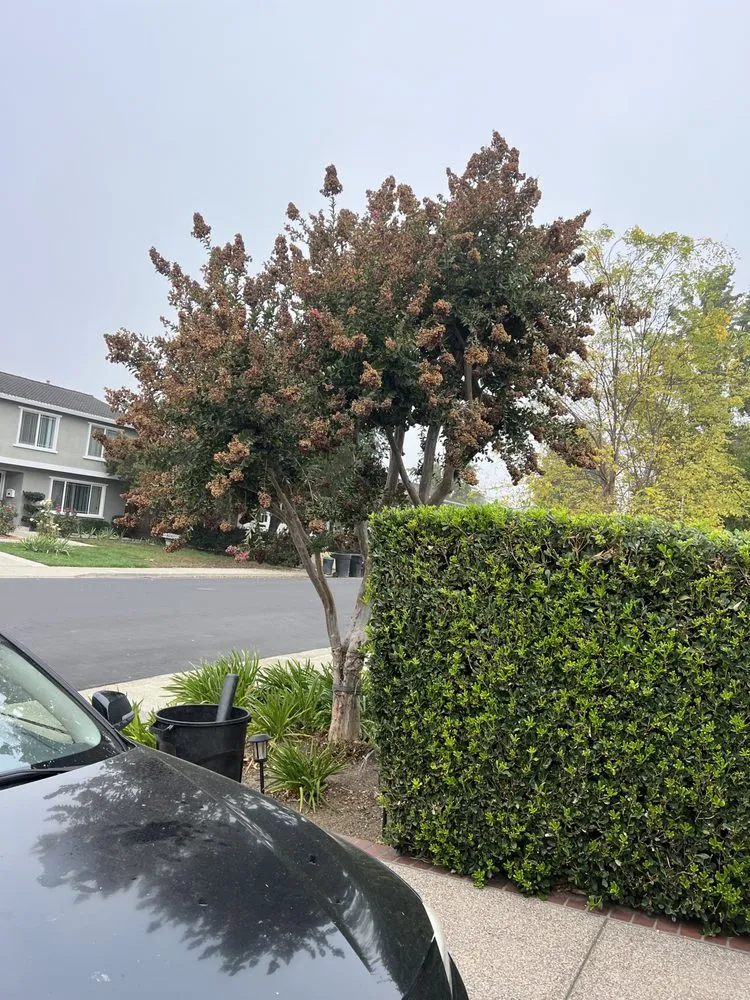 Custom landscape installation for outdoor upgrades across Pleasanton, CA - Laura’s Landscaping Service