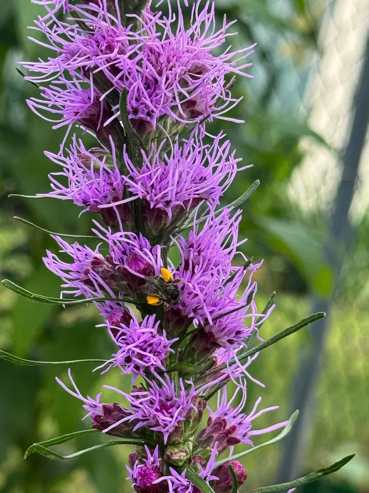 Top-rated yard maintenance in Hagerstown, MD by Laurel Field Company