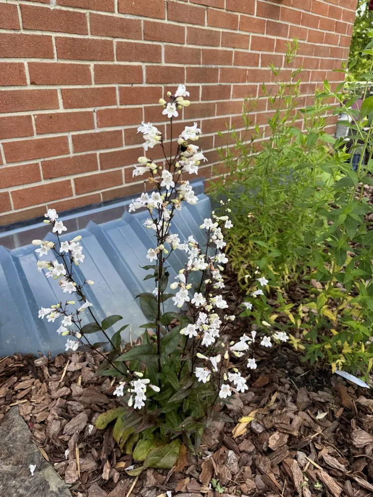 Local yard cleanup service in Hagerstown, MD by Laurel Field Company