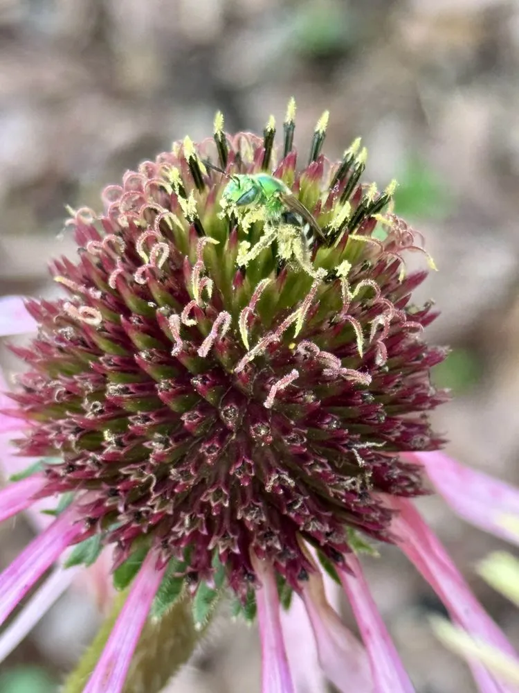 Reliable landscape installation in Hagerstown, MD - Laurel Field Company