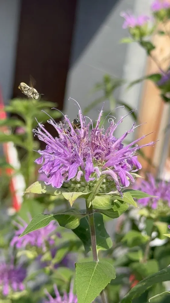 Reliable yard maintenance for beautiful yards in Hagerstown, MD by Laurel Field Company