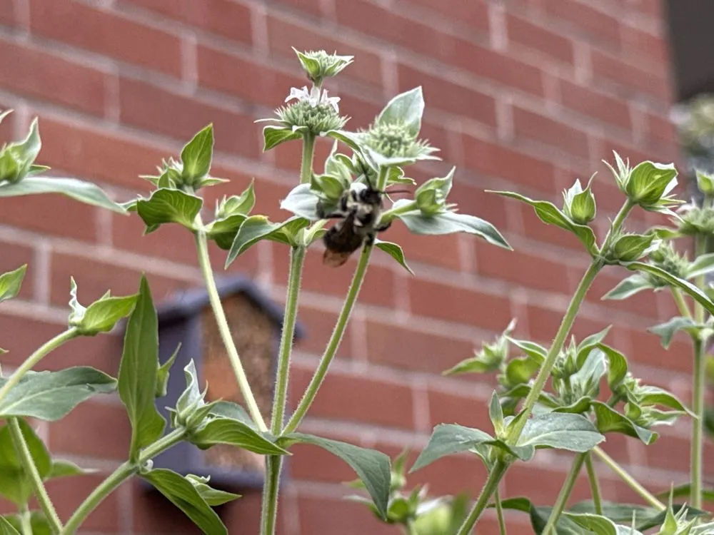 Top-rated lawn care service in Hagerstown, MD by Laurel Field Company