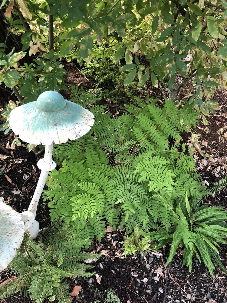 Custom landscape design experts serving Estacada, OR - Laurel Hedge