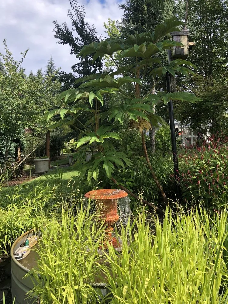 Professional yard cleanup service in Estacada, OR by Laurel Hedge